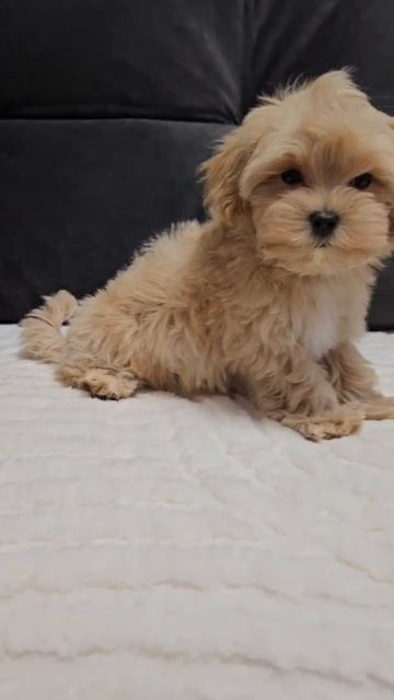 Щенок мальтипу Луи, возраст 2,5 месяца