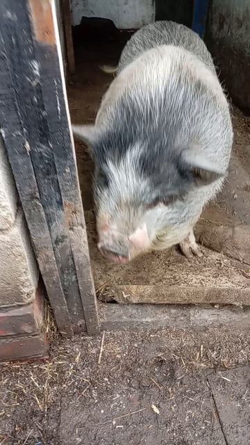 4947.mp4Розочка