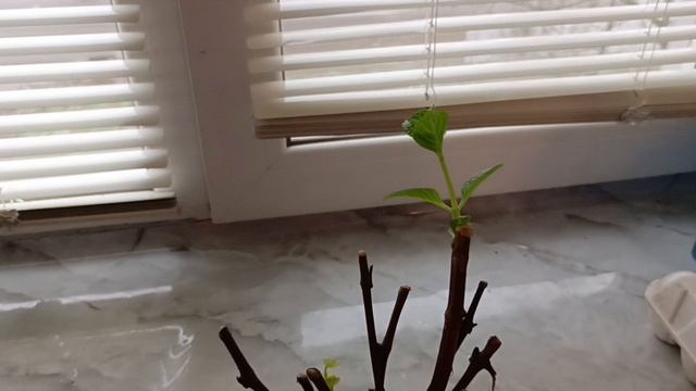 9.04.26. Чарлик. Просто будни.