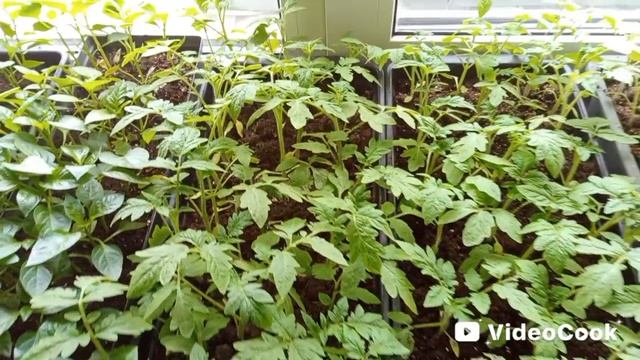 Как там наша рассада ?