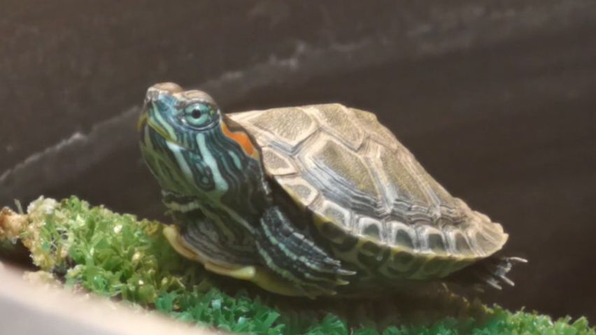 Чепамарт 2026 - моменты с красноухой черепашкой Манго за март