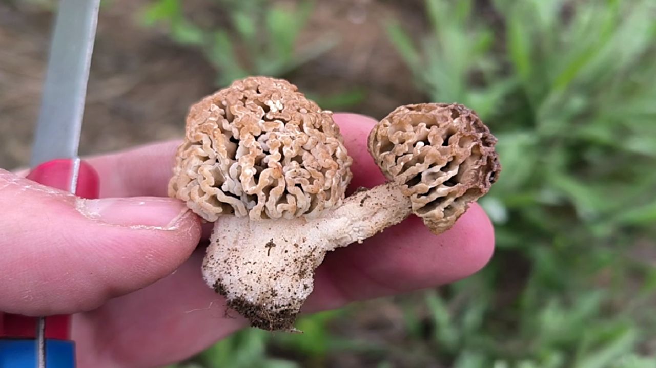 СТЕПНЫЕ СМОРЧКИ / НАШЕЛ БОЛЬШИЕ СМОРЧКИ / ПОХОД ЗА ГРИБАМИ ВЕСНОЙ! ГРИБАЛКА 2026.