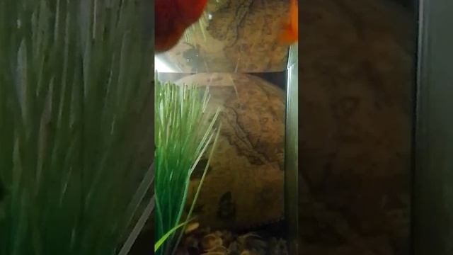 Наш аквариум в течение времени