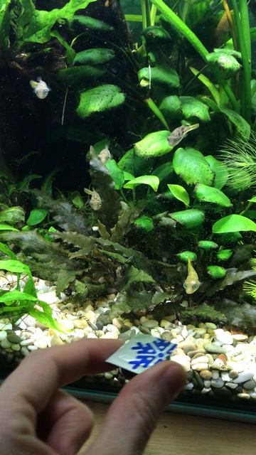 Тетрадоны рыбки