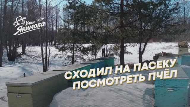 Сходил на пасеку посмотреть пчёл