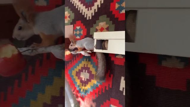 Домик Белки Чипа  Squirrel Chip's House  #funny #youtubeshorts #video #squirrel #shorts