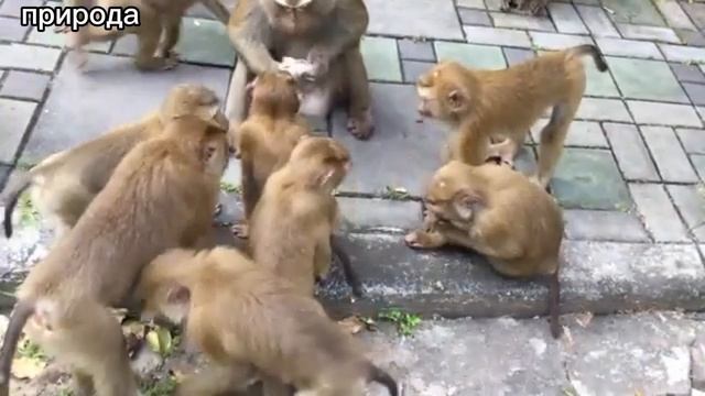 ДИКИЕ ОБЕЗЬЯНЫ. ТАИЛАНД