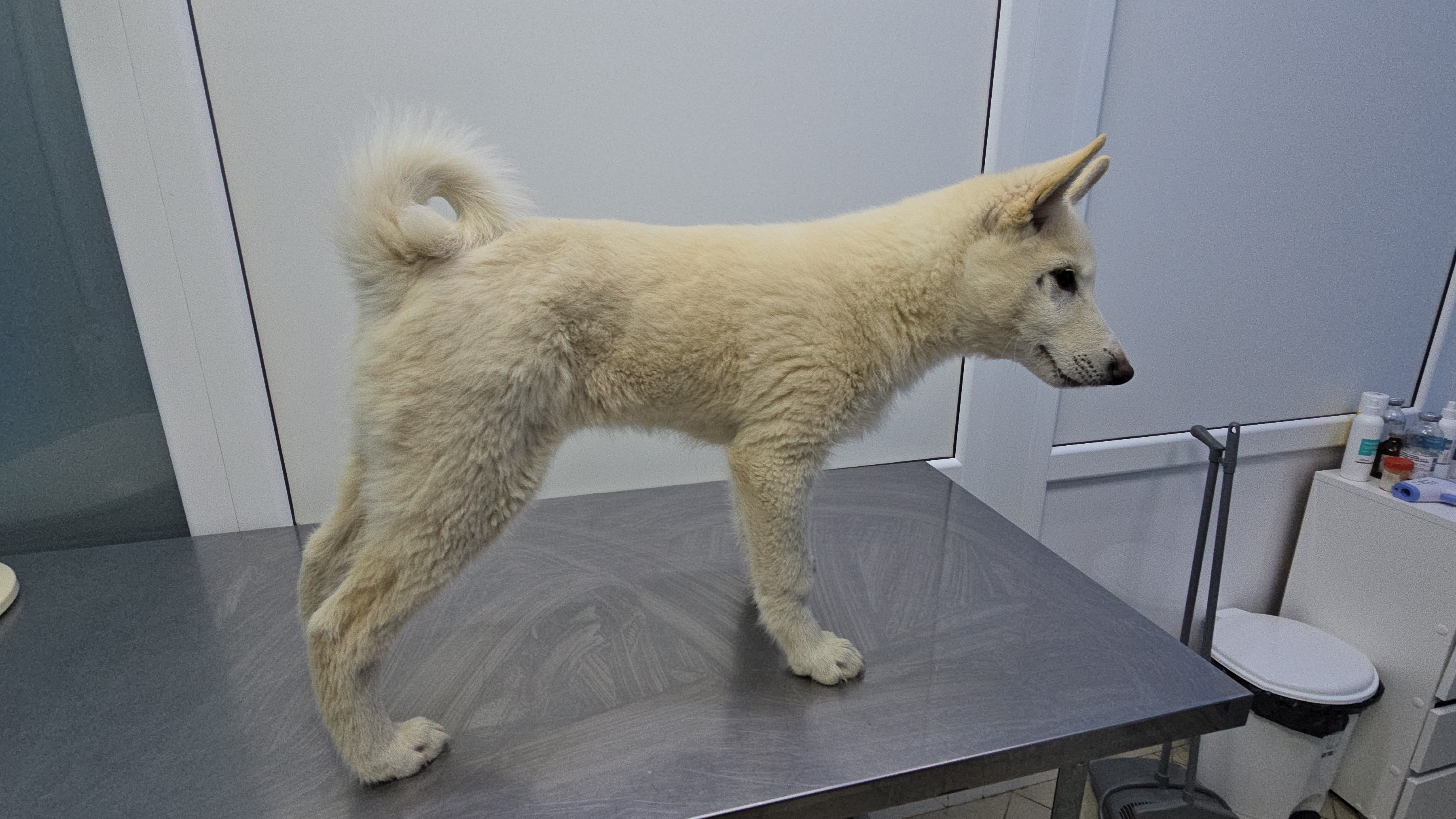 Вторичная вакцинация