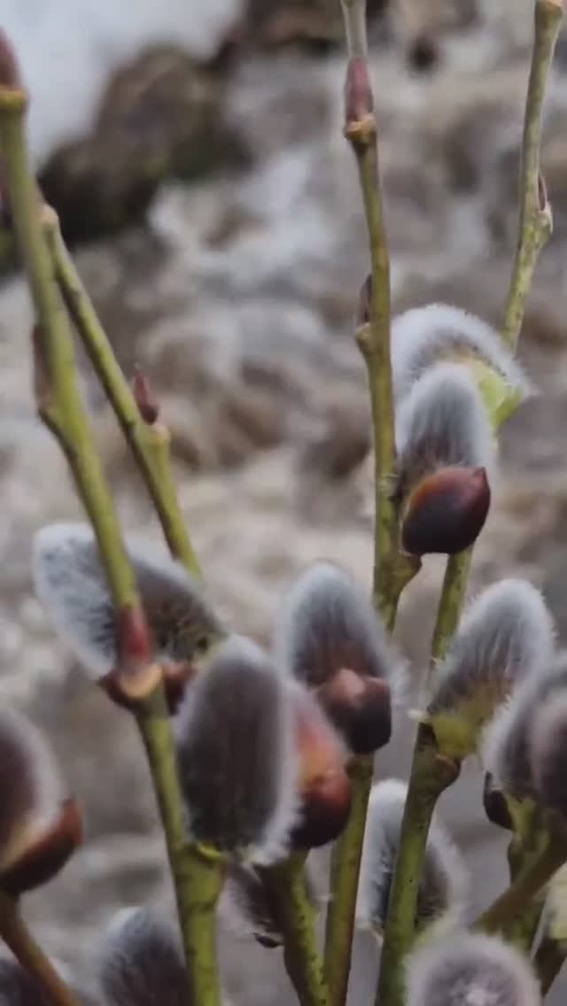 Ручей в Белокурихе #Алтай