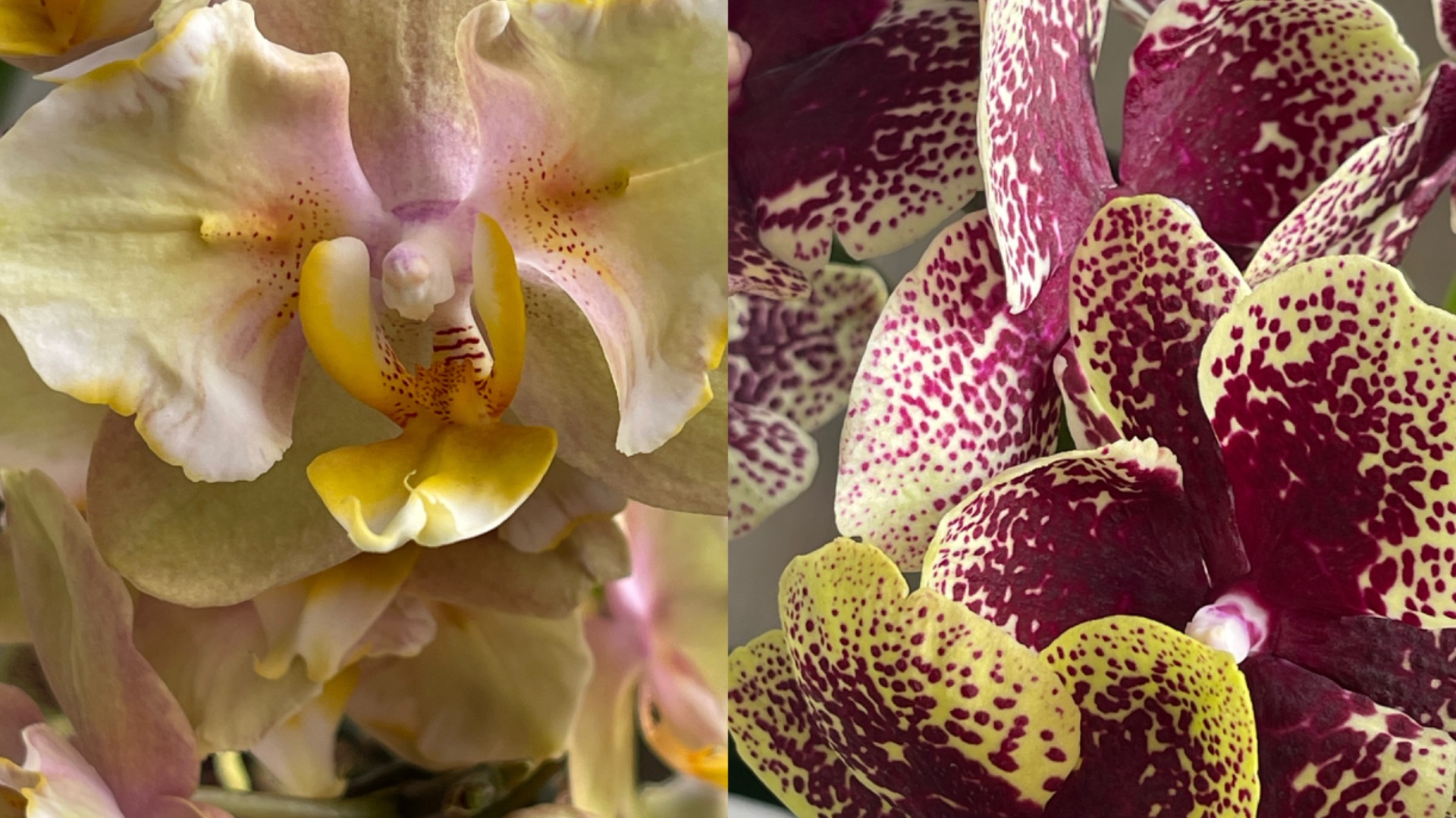 Ну наконец-то и у меня они появились🌸🌸🌸