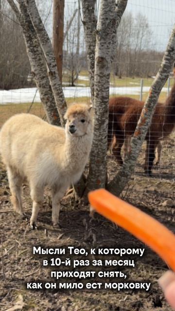 А он и в правду очень мило хрустит, приходите убедиться в этом сами! 🥕