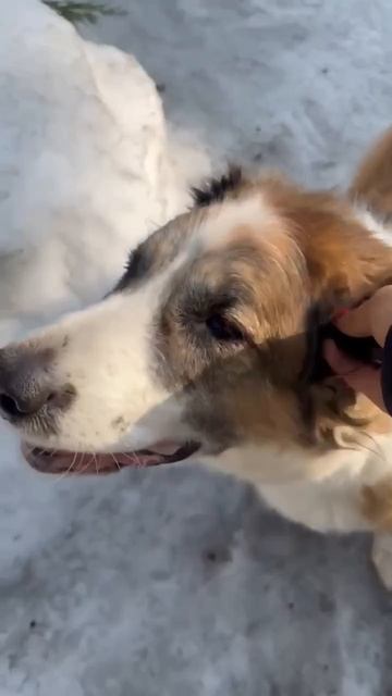 Поддержи пенсионерку без пенсии САО Монику 🌸🙏💯🙏❗Пост в описании 🎥 #собака #сао #алабай #любовь