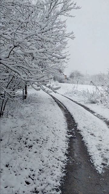 Снег! 10.04.2026.