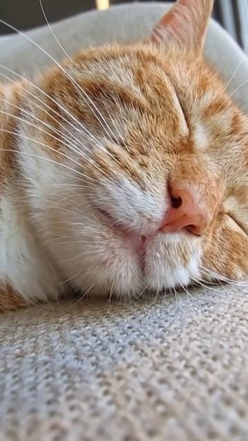 Да, это видео наберёт миллион просмотров. А мне — вискас?