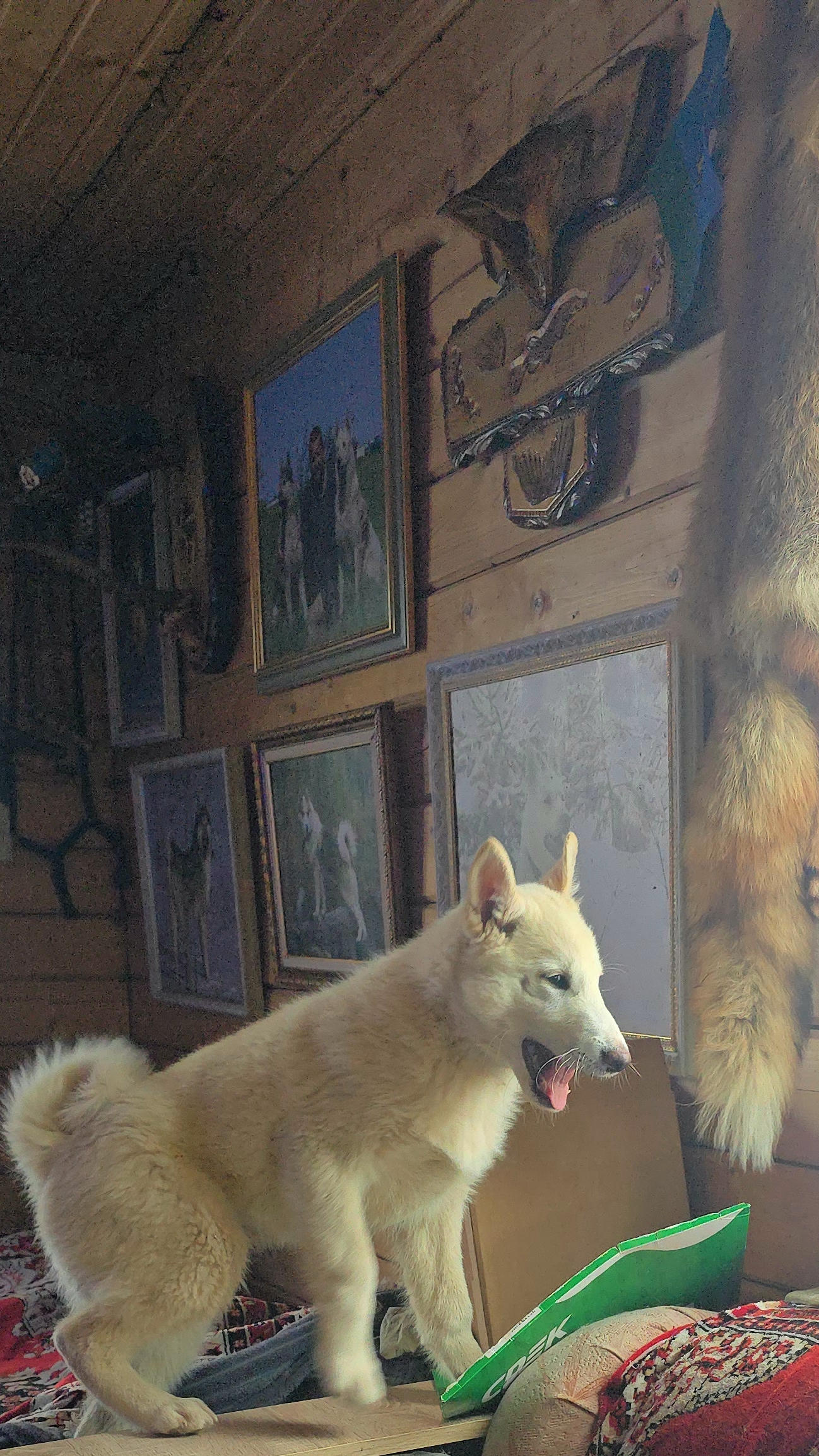 Лиса интересует