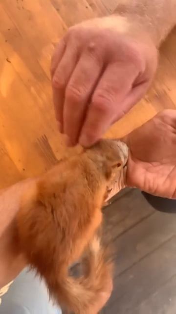 Белка Чип, забираю с собой в Севастополь #funny #youtubeshorts #squirrel #funnyvideo #shortvideo