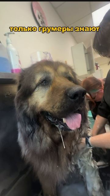 груминг собак, кошек Барнаул