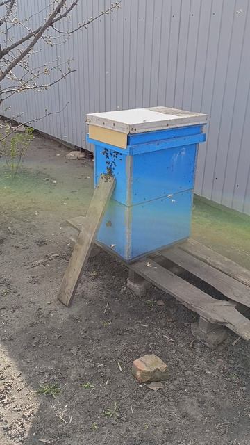 Первая молодая пчела облётывается.