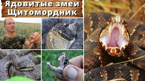 Ядовитые змеи. Щитомордник