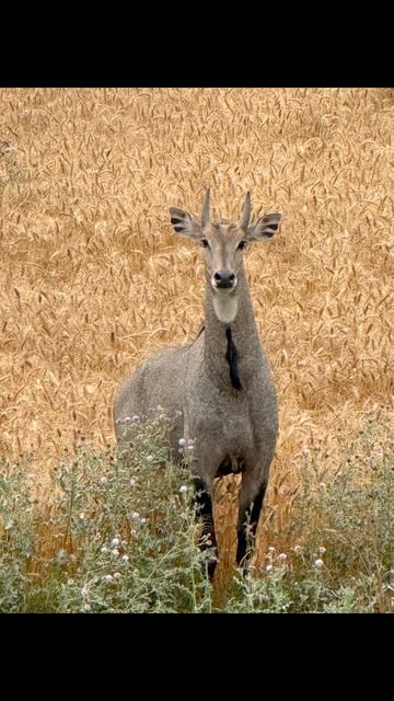 Истории из индии