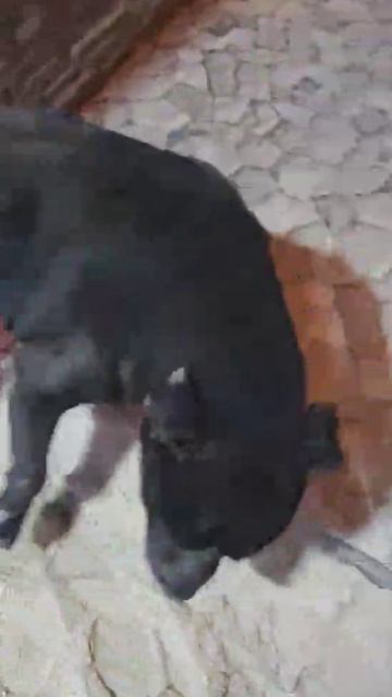 Пристраивается любвеобильный питбуль Тайсон