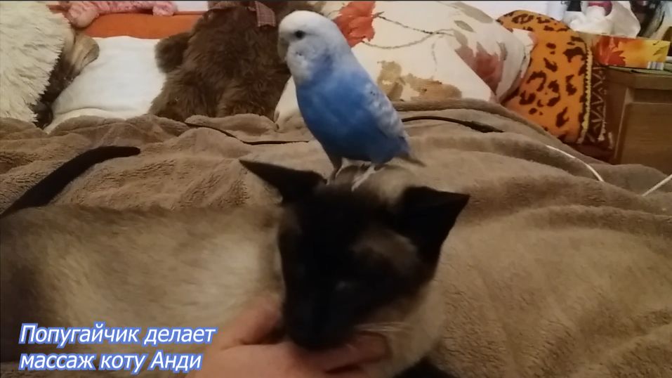 Попугайчик Ромка делает массаж сиамскому коту Анди.