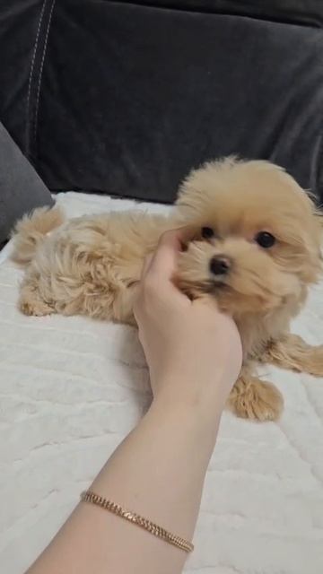 Щенок мальтипу Винни, возраст 2,5 месяца