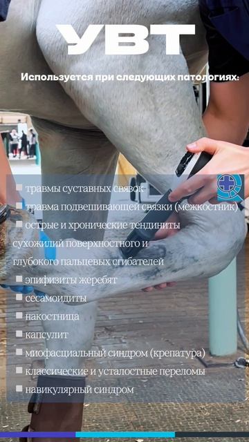 Ударно-волновая терапия в МАКСИМА ВЕТ. Https://maximavet.ru/reabilitatsiya ☎️+7 (985) 922-67-58