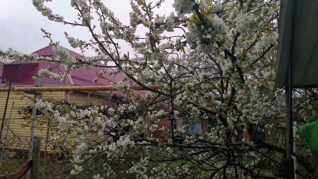 Что за птица, кто знает?