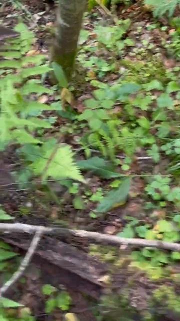 968f76c1ab6c3f9bc48a6258fadabe35