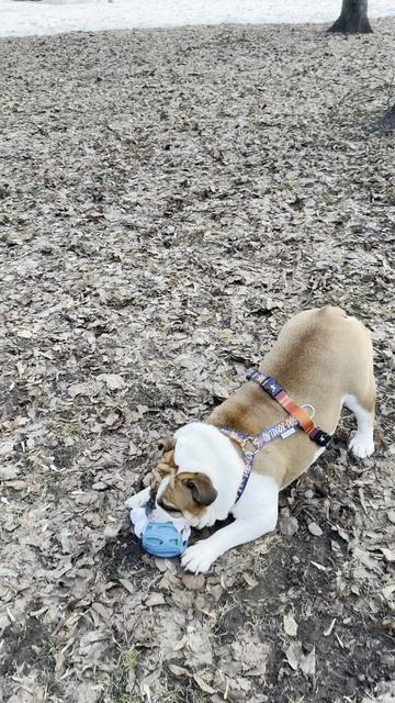 бульдожка Черри и кане-корсо Зевс