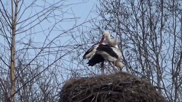 Аисты в деревнях Аристово и Гривы  Опочецкого округа.10 апреля 2026 года.