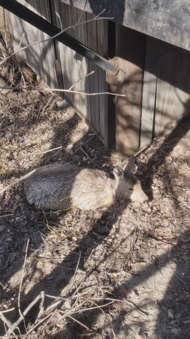 Косуля пришла рожать в город #Алтай #Белокуриха