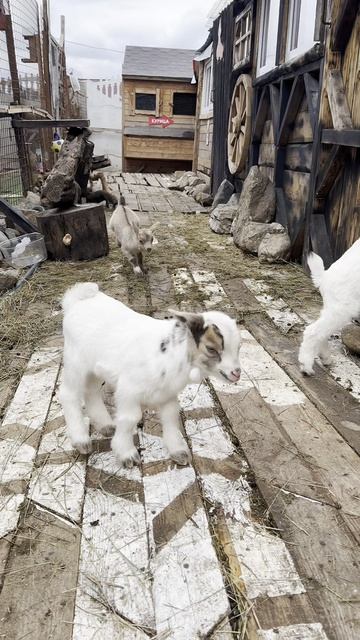 Творческие будни школы Lorraine Woolheart