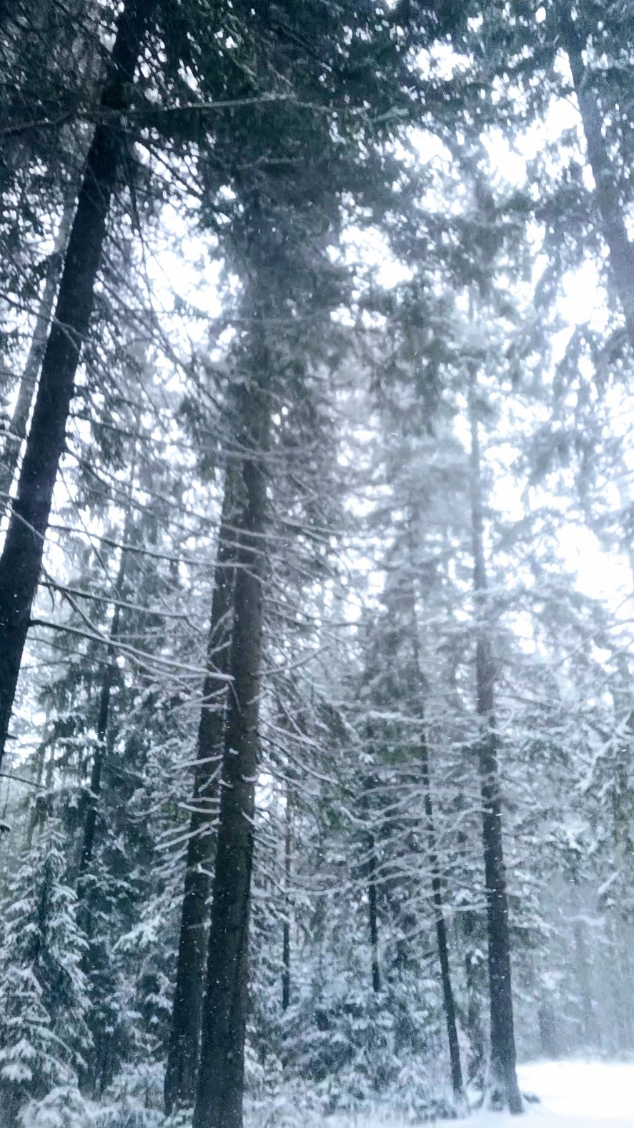 ЗИМА ВЕРНУЛАСЬ