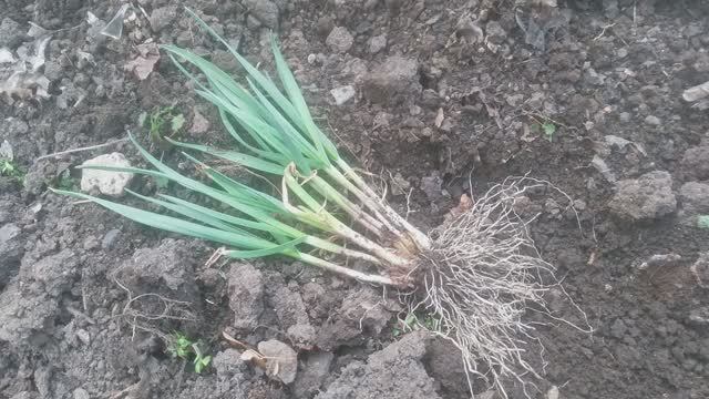 Как правильно ПЕРЕСАДИТЬ Проросший чеснок