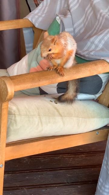 Белка проказничает #funny #youtubeshorts #squirrel #funnyvideo #shortvideo