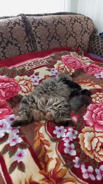 Обыденный весенний день. Любимое занятие: валяться на кровати кошечкам не лень.