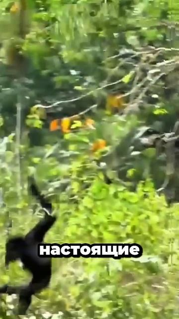 А вы слышали как кричит гиббон?это просто сирена. #обезьяна #животные #познавательно