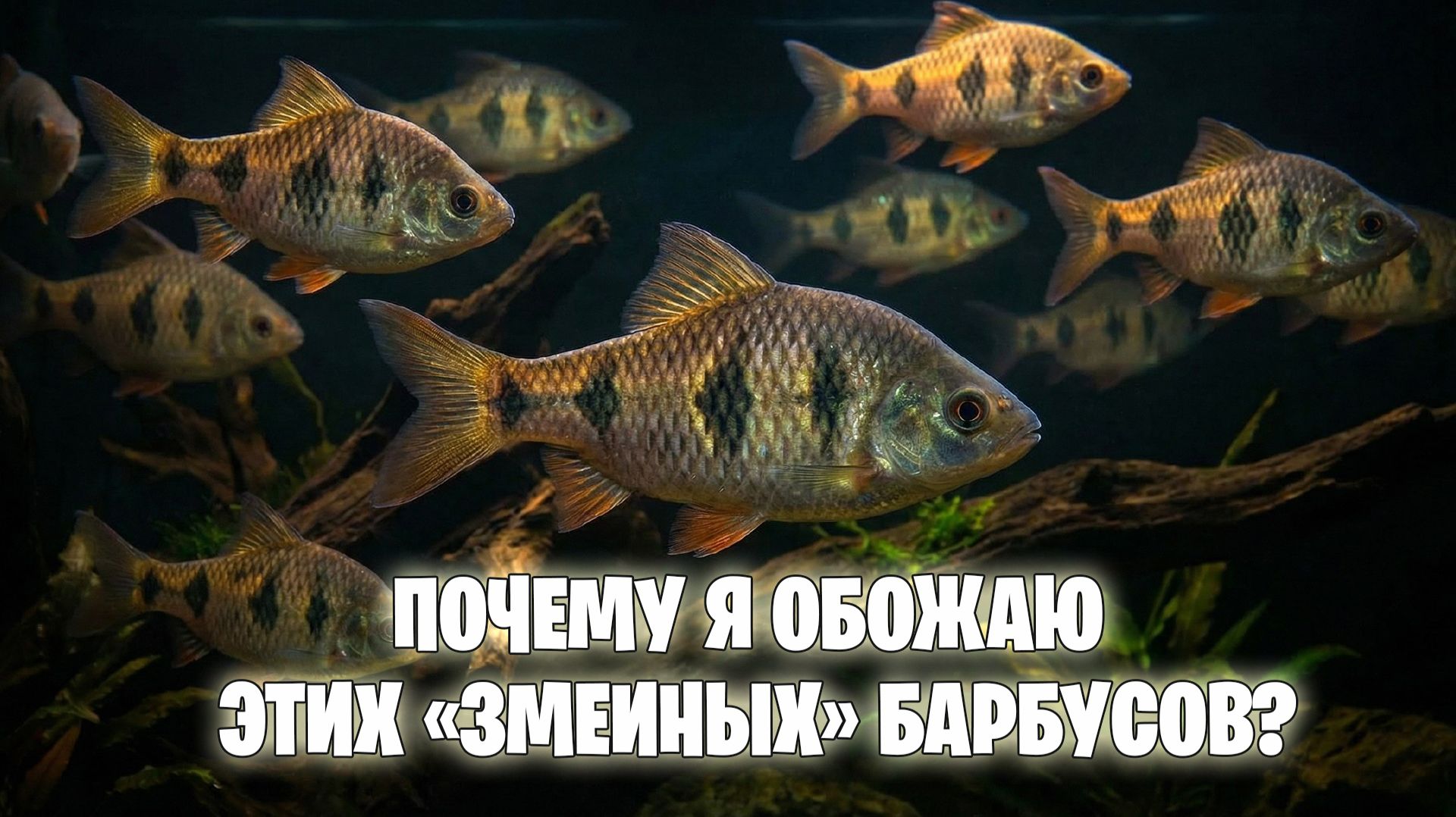 БАРБУС С ЗМЕИНОМ УЗОРОМ