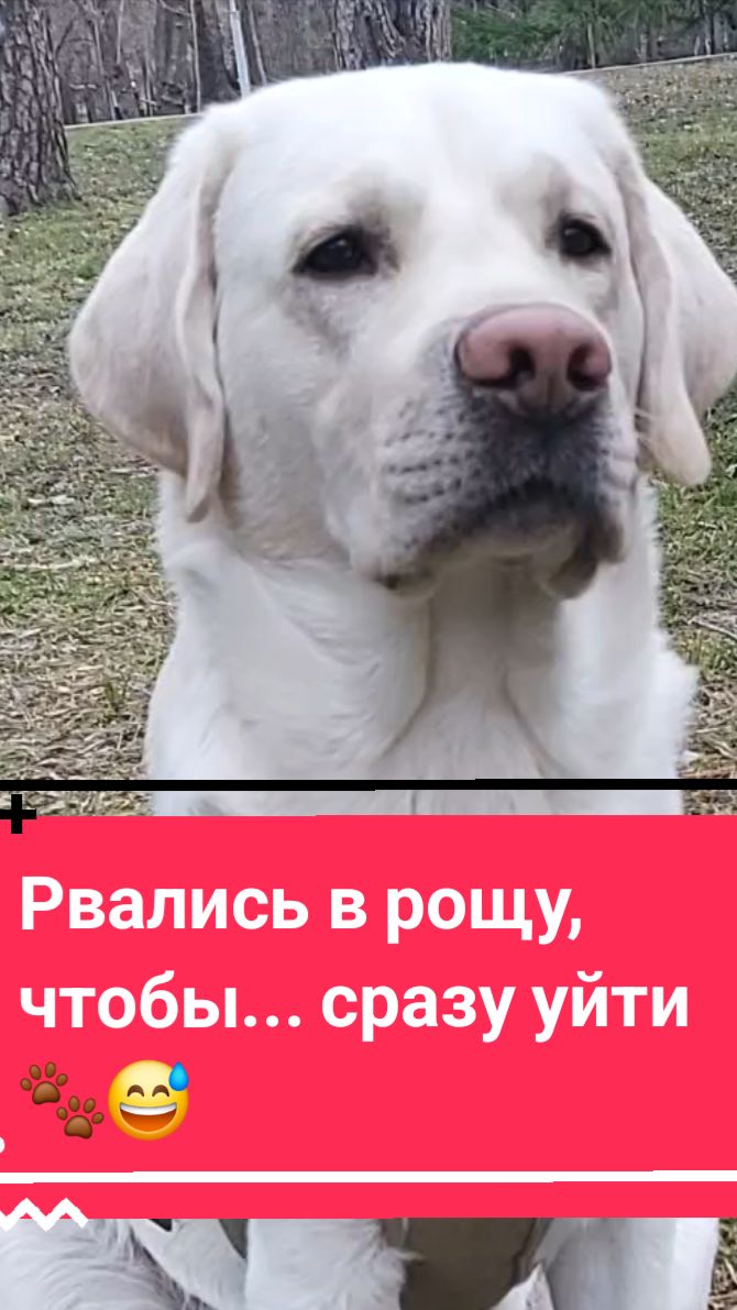 Бежали со всех ног и лап в Рощу, а как пришли, Симба передумал там гулять!🐾😅🐕