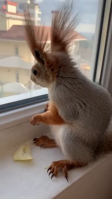 Чип в Ялте пришли в гости❤️ #funny #youtubeshorts #squirrel #funnyvideo #cute #shortvideo