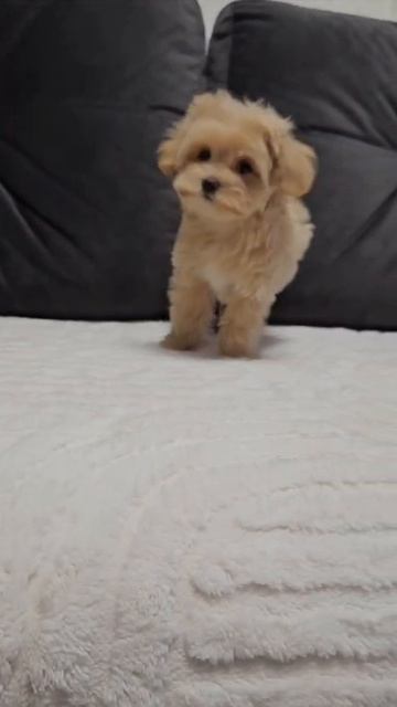 Щенок мальтипу Мигель, возраст 2,5 месяца