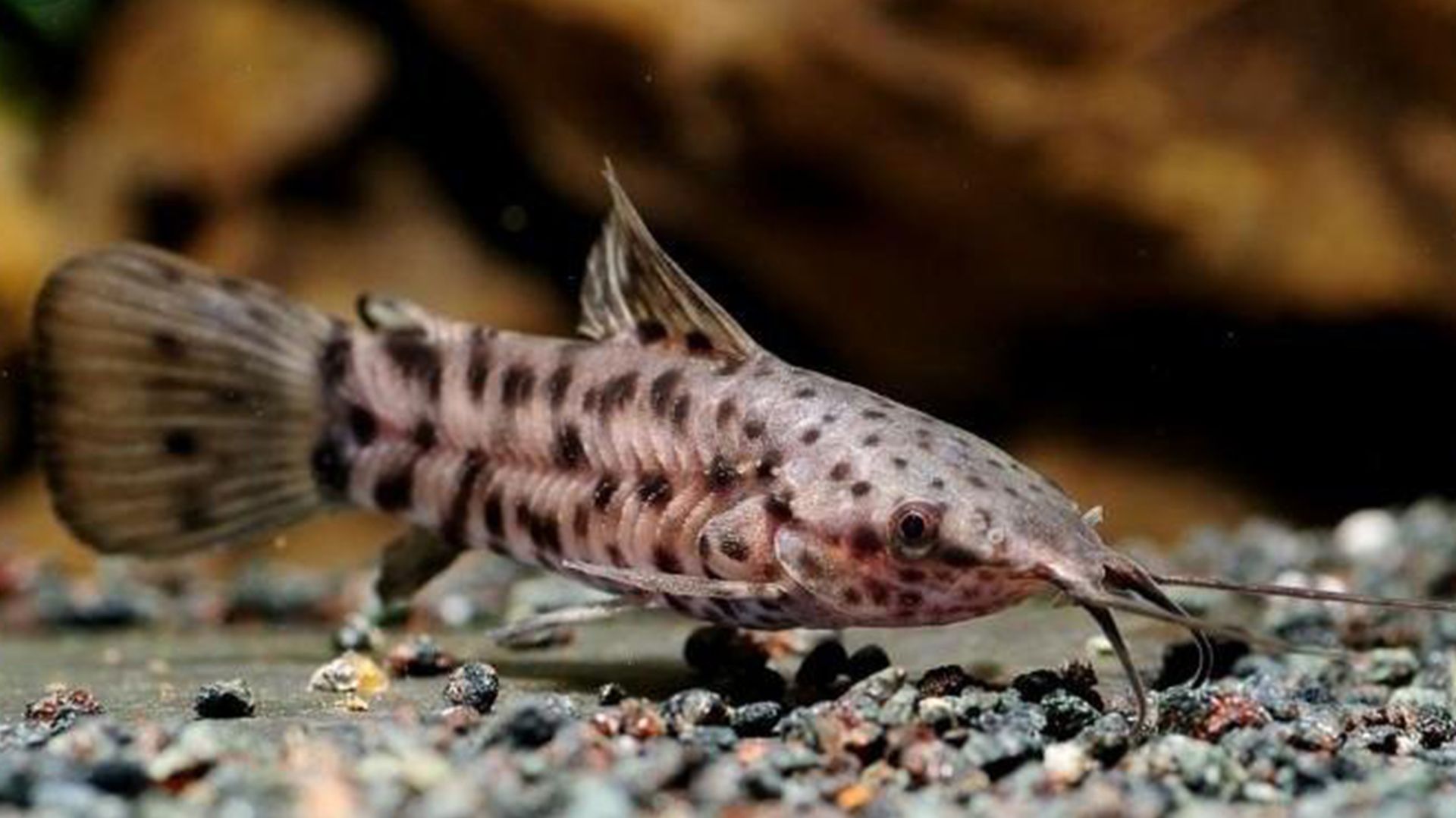 Тайны сома таракатума: что вы не знали о нём?