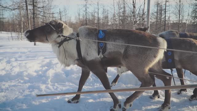 ВсОШ 2026 по физике. Новый Уренгой. ДЕНЬ 6