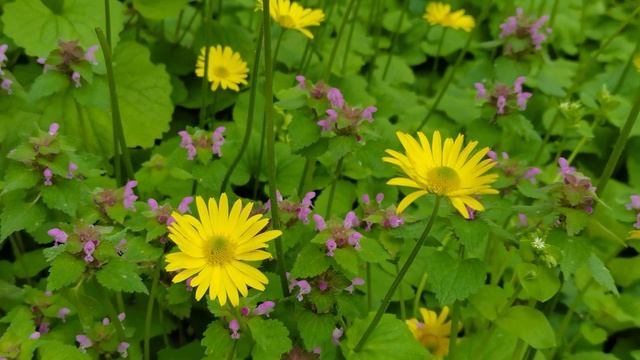 0e01707aacbd0e249a217c2fc6dbbbf4