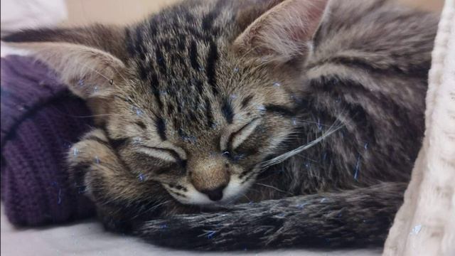 Шкура мелькает, что карты в колоде