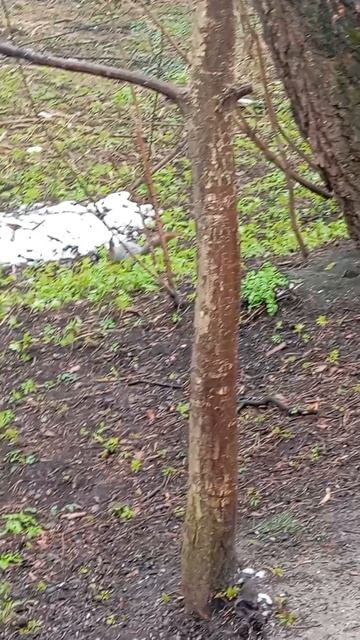 10.04.26. прибежала белочка, самостоятельно взяла грецкие орехи из пластиковой коробки