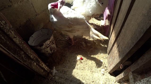 Влог от 18.07.2022