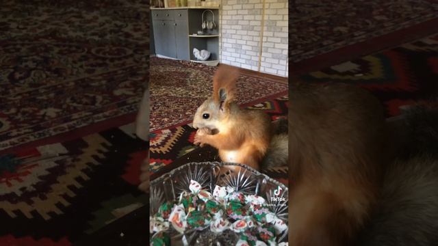 Белка Чип грызет Орех  Squirrel Chip Gnaws A Nut #funny #funnyvideo #squirrel #fun #cute